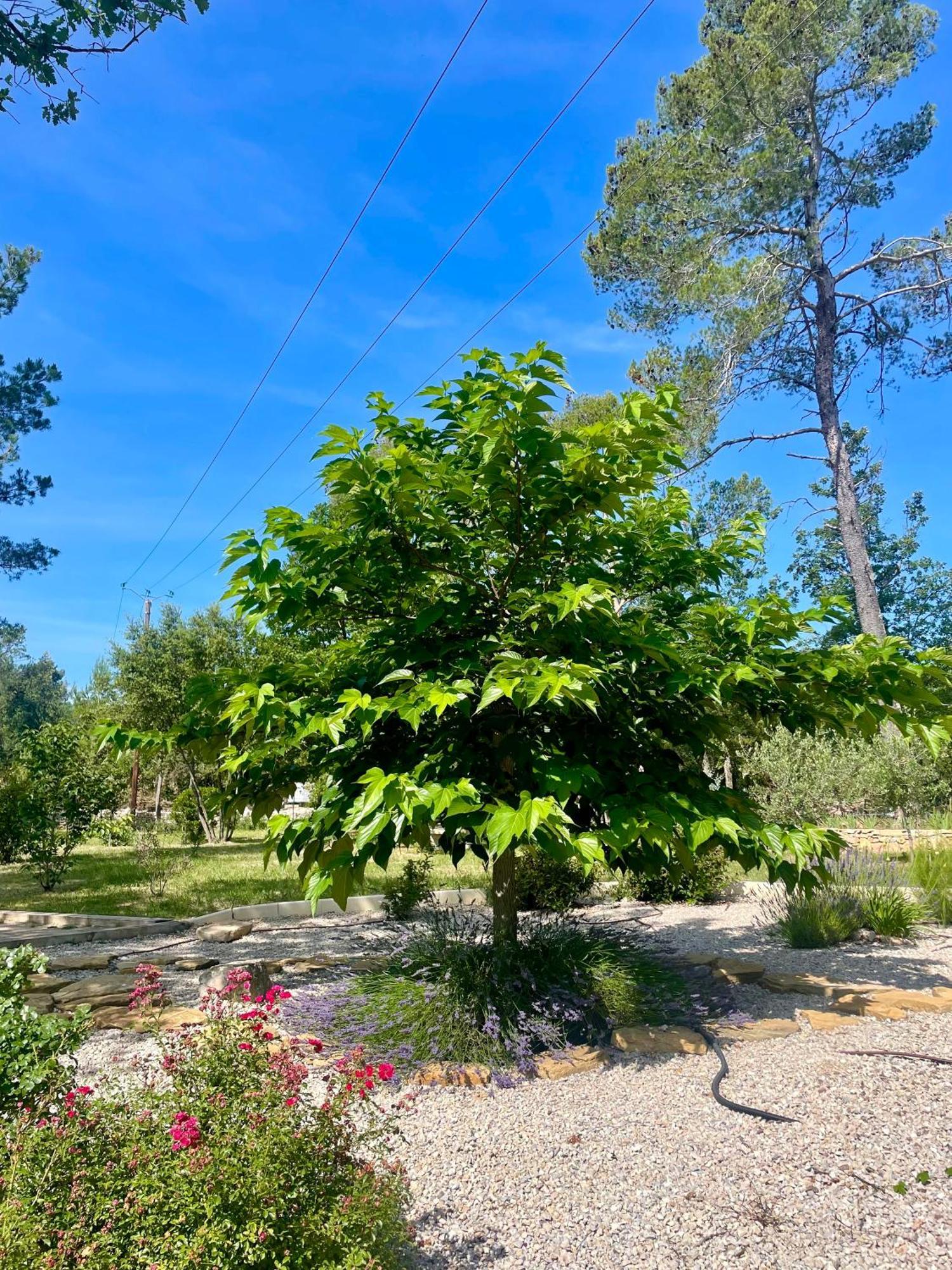 Superbe Villa Seillans La Grande Bastide Avec Piscine, Jardin, Climatisation Et Salle De Sport Exterior foto