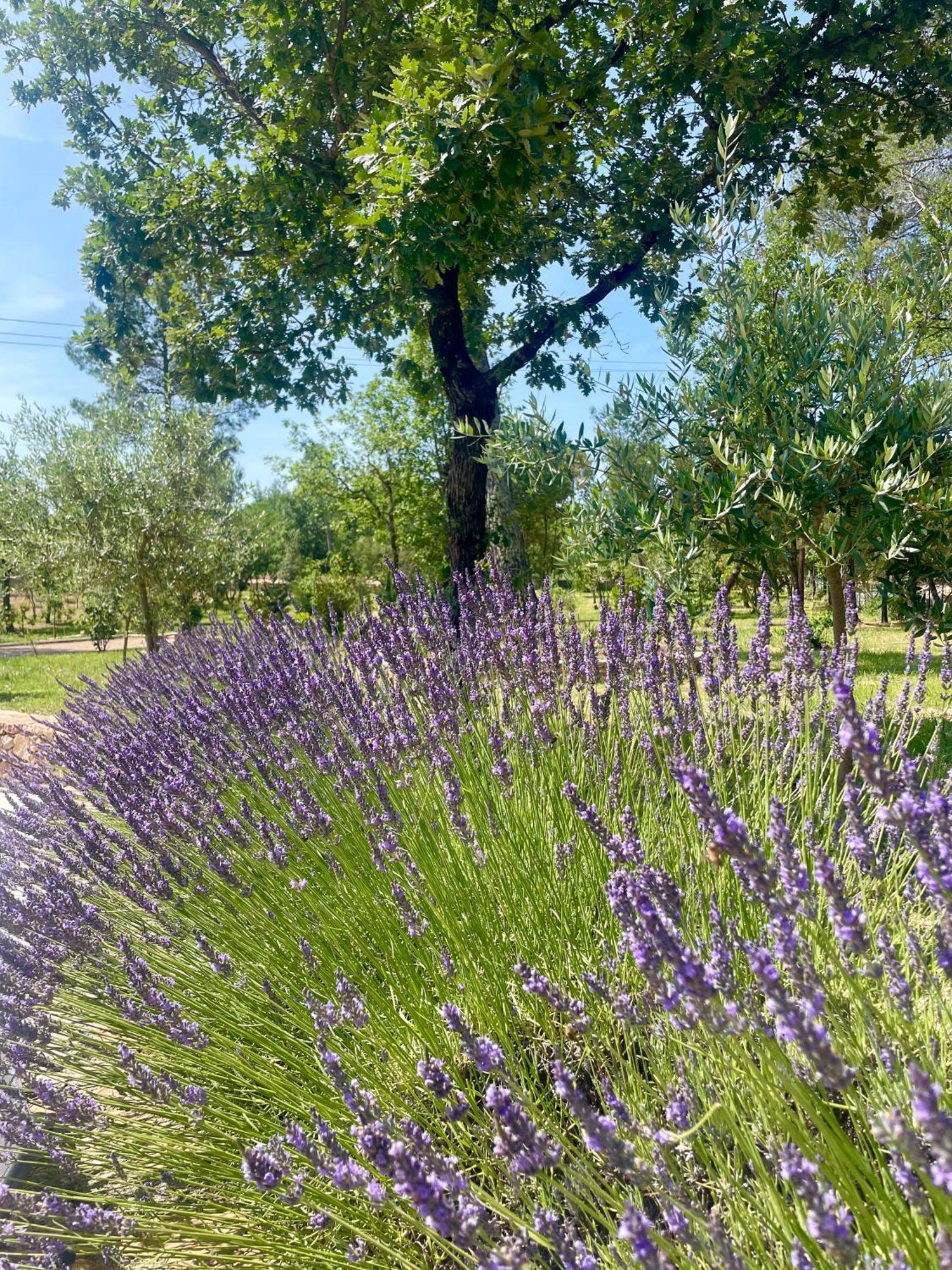 Superbe Villa Seillans La Grande Bastide Avec Piscine, Jardin, Climatisation Et Salle De Sport Exterior foto